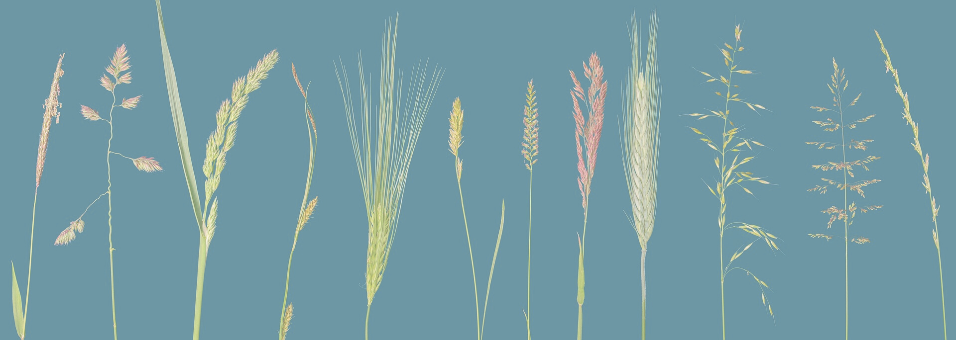 Illustration of various types of grasses and grains against a teal background.