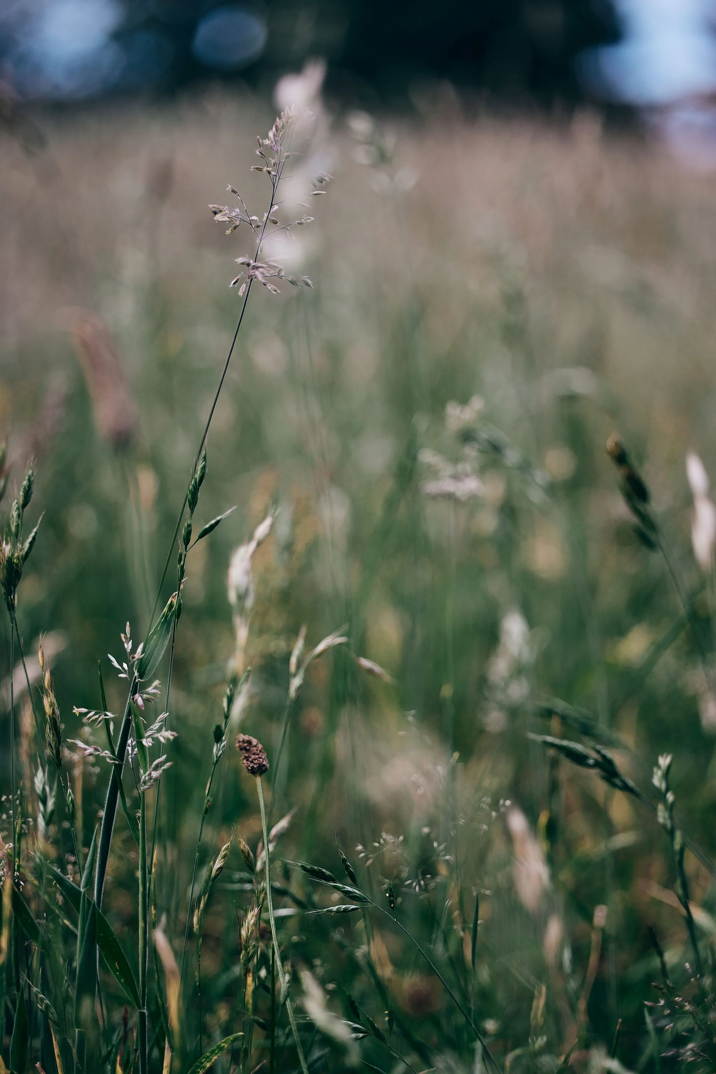 Close-up of wild grass and plants in a field with a blurred background.