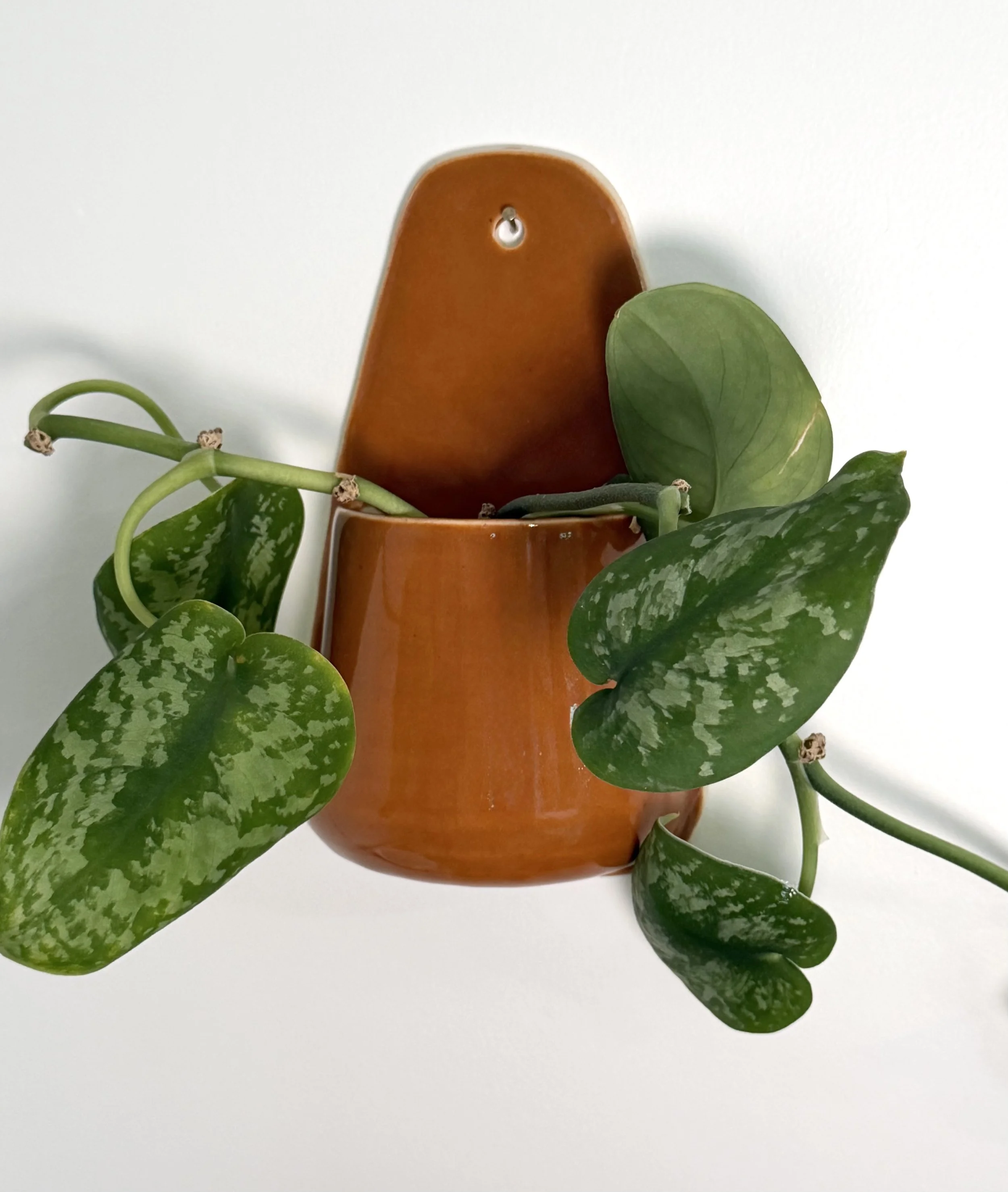 Wall Vase