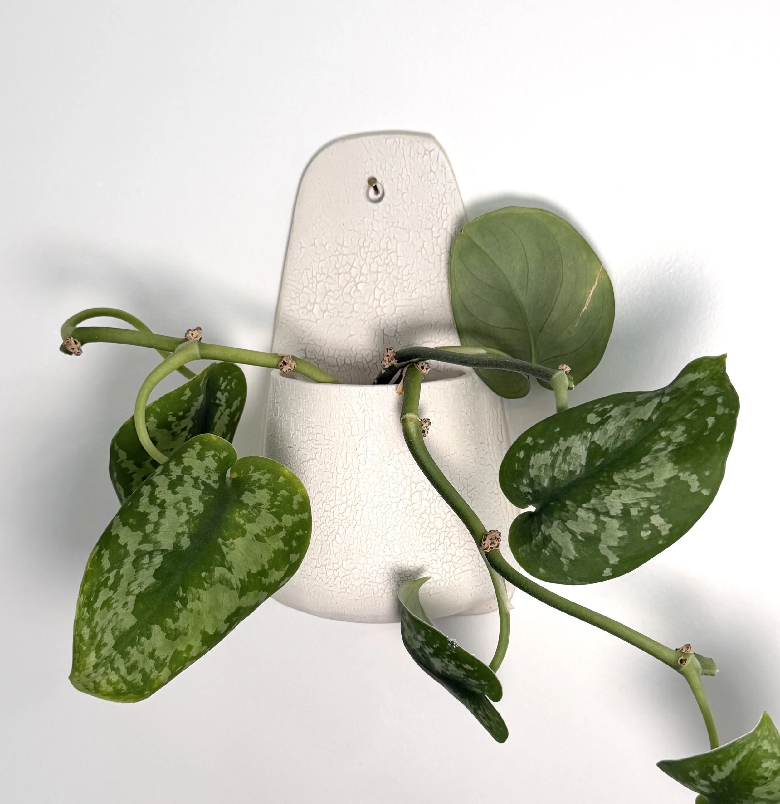 Wall Vase