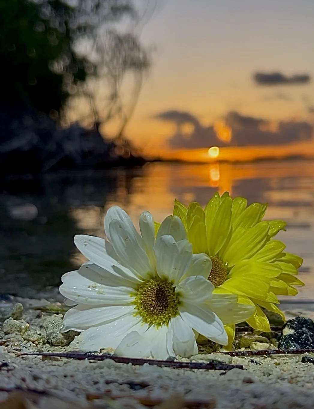 IMG_0588 - Copy.JPEG