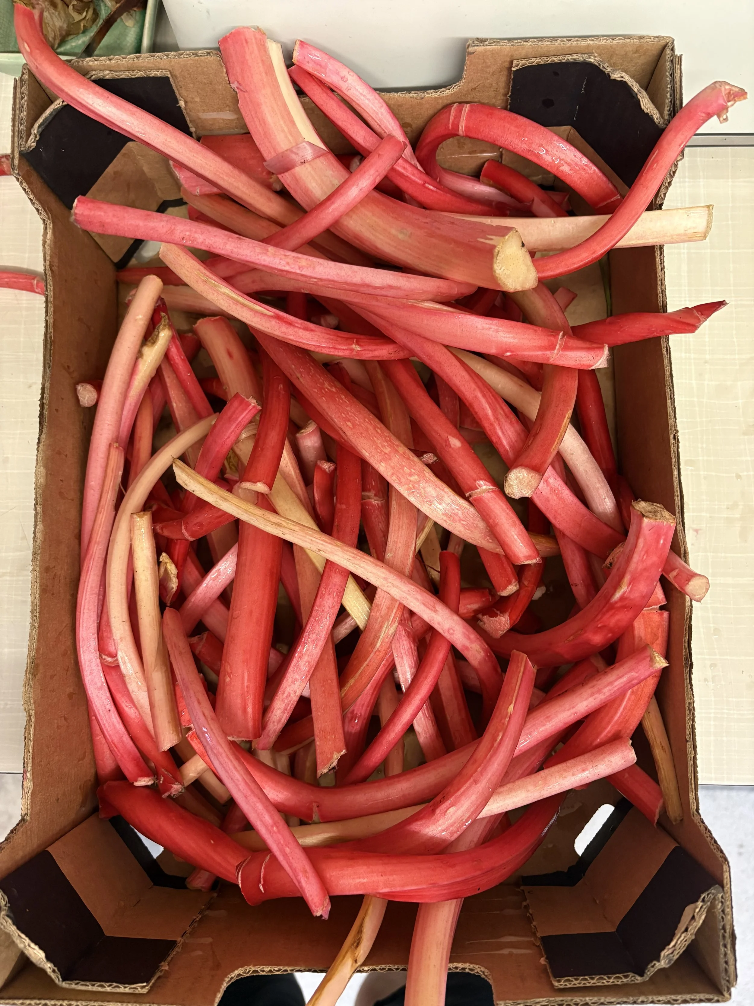 Devon Grown Organic Forced Rhubarb Kefir Syrup.