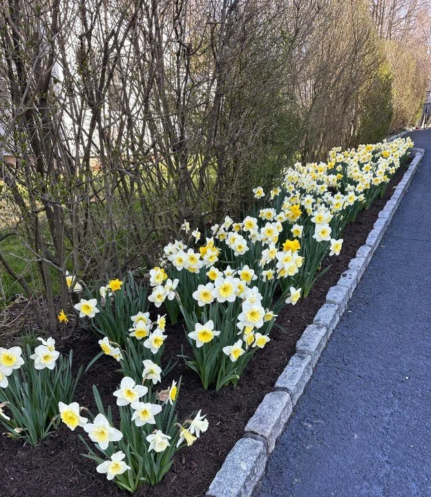 It Started with Daffodils......