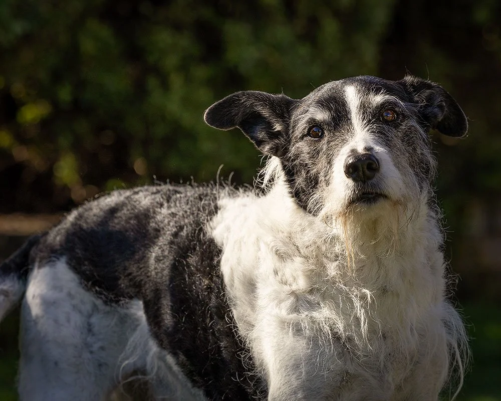 Elderly border x beardie collie