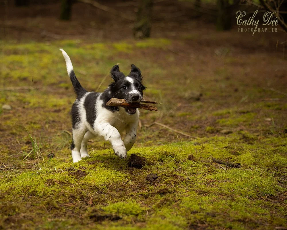 Puppy running in forest with stick