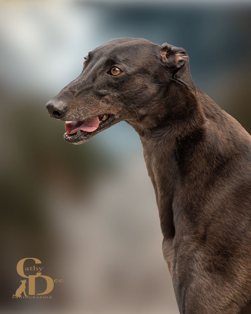 beautiful Greyhound