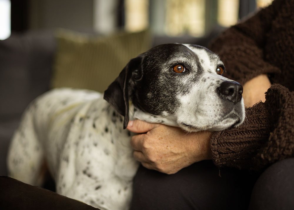 English Pointer