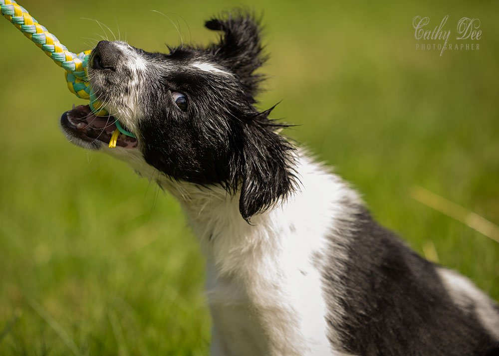 Border collie puppy playing with rope