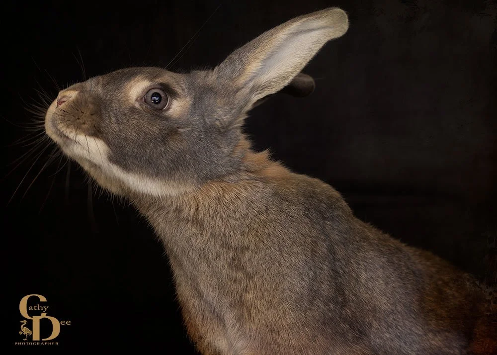 Why Including your Pet in your Portrait Photograph Is a Brilliant Idea