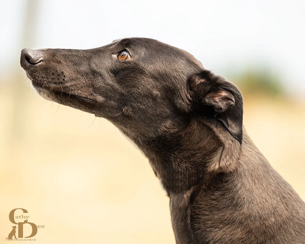 Greyhound looking up expectantly