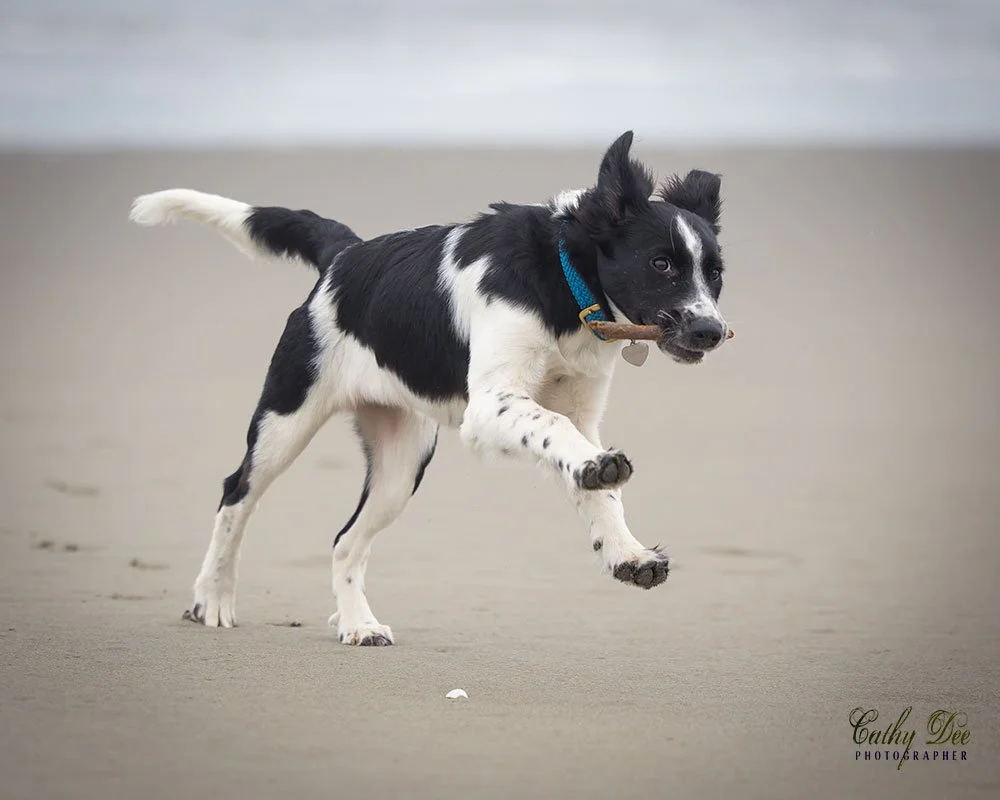 puppy running on beach