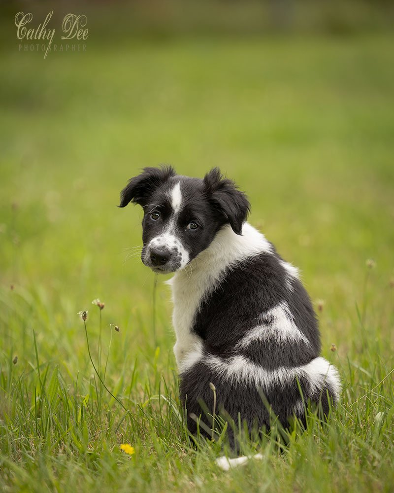 Small puppy from behind turning to look at photographer