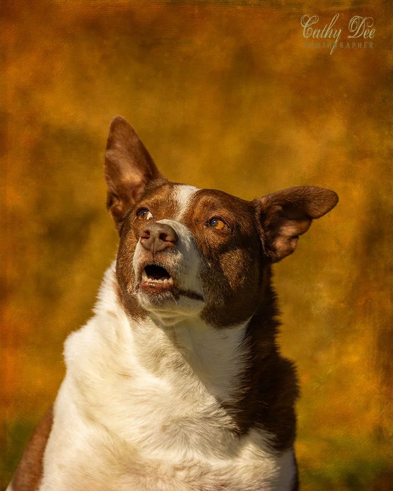 elderly mix breed dog giving 'side eye'