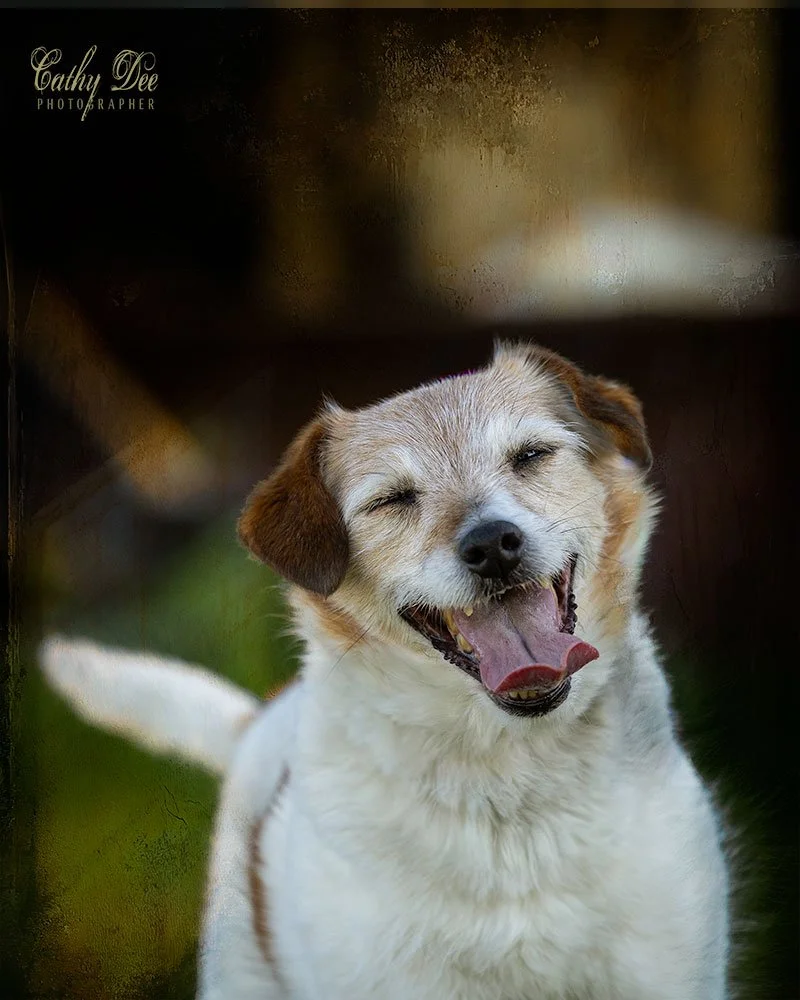 Elderly jack russell terrier