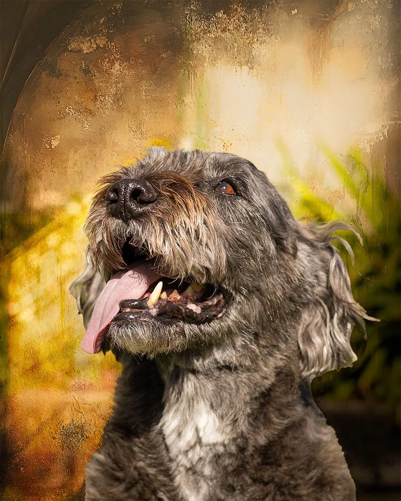 Mixed breed elderly dog