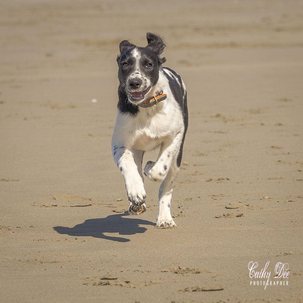 puppy running on beach