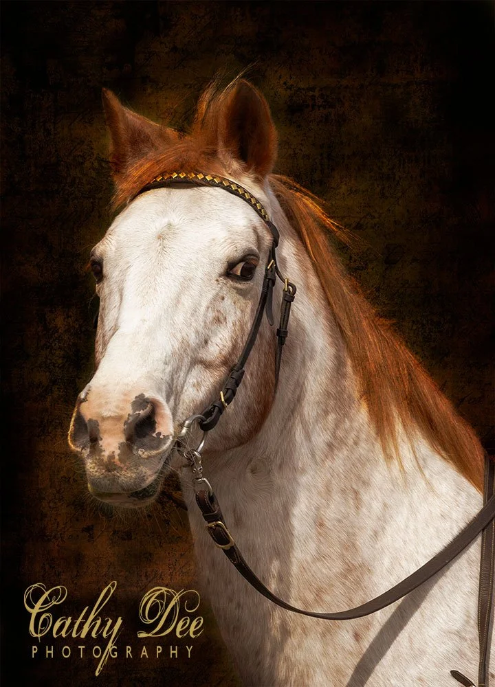 red roan horses head