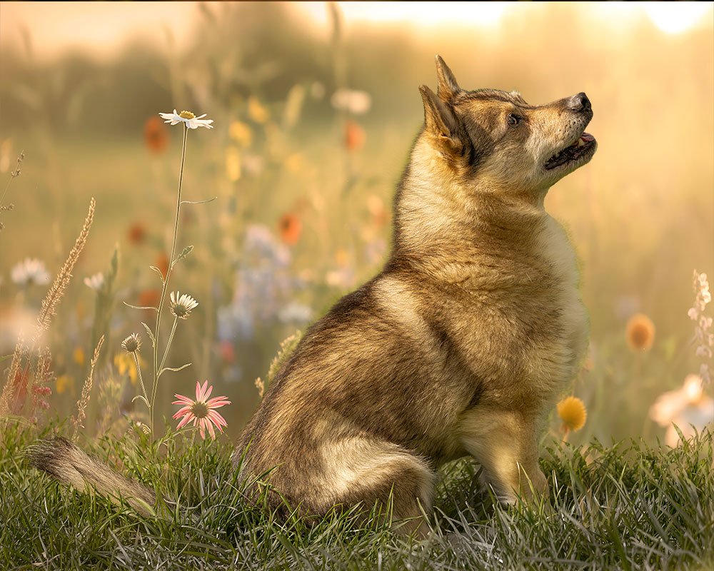 elderly vallhund dog sitting in meadow