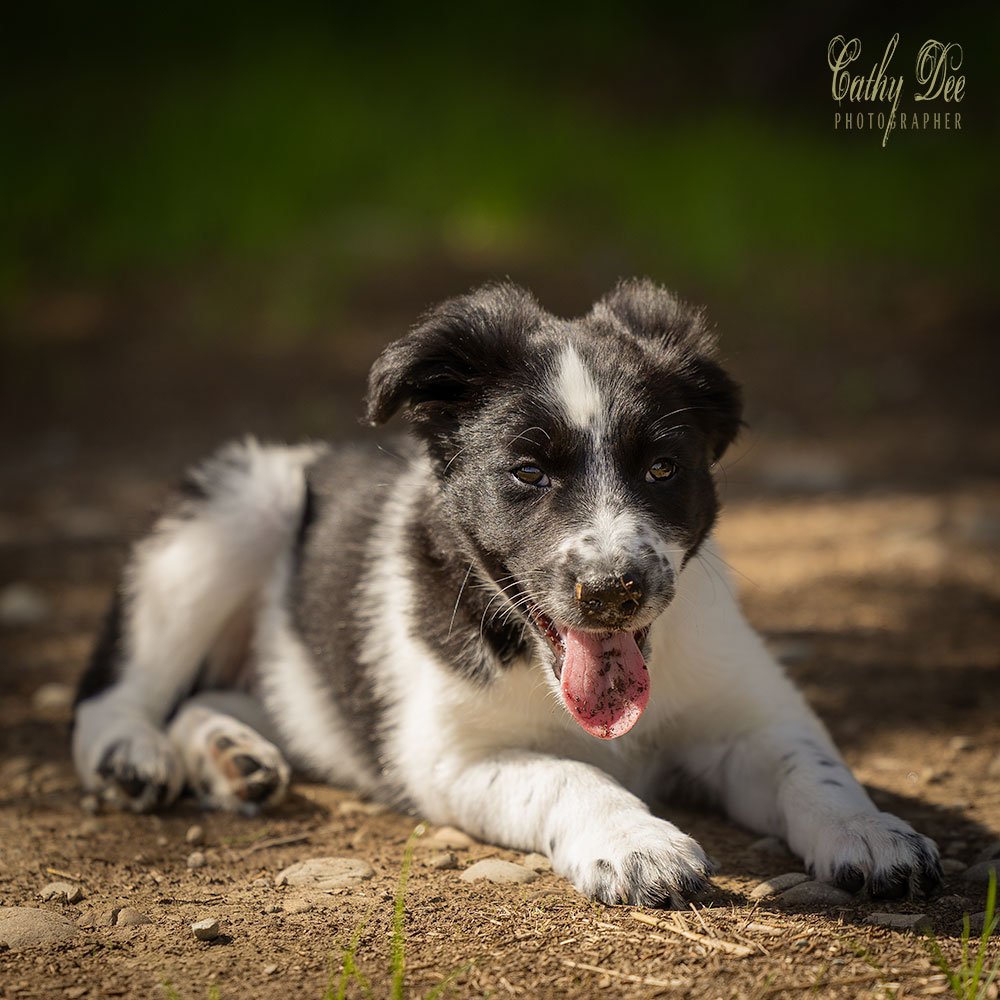 Border collie puppie lying down panting