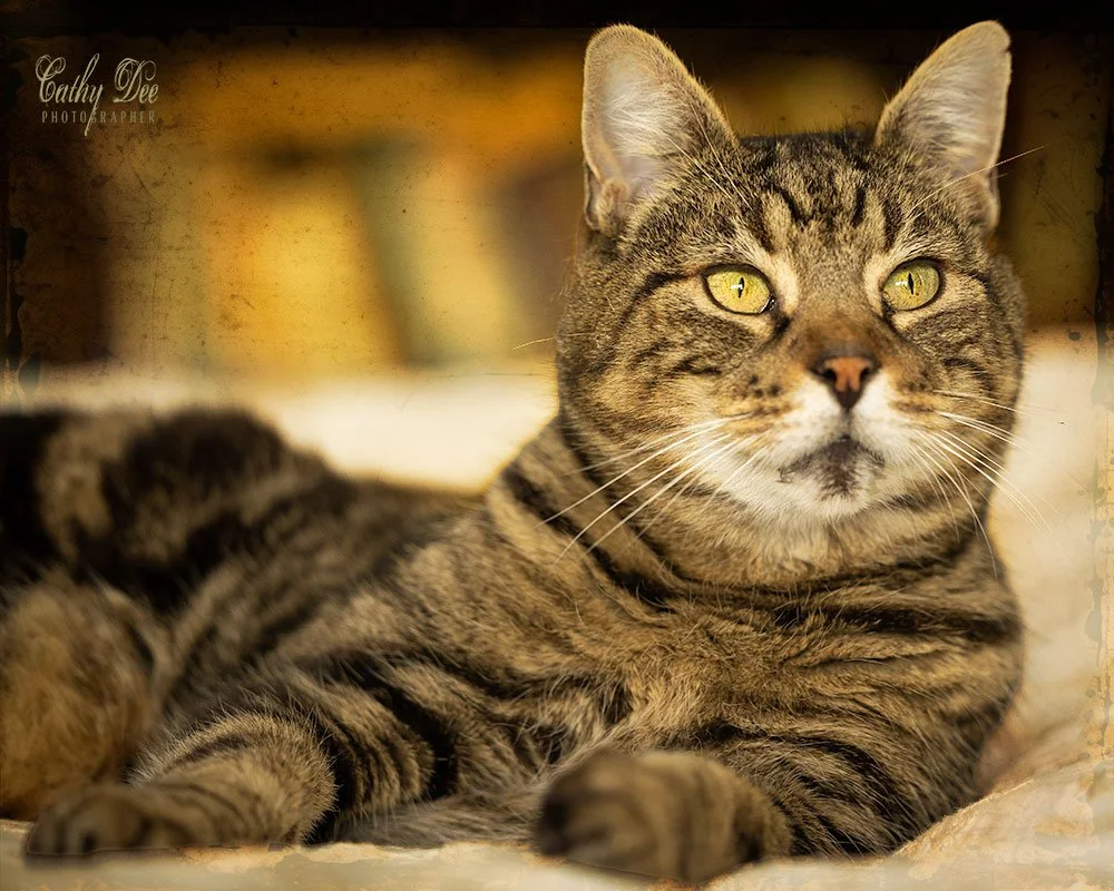 older tabby cat