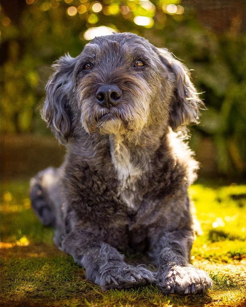 Mixed breed elderly dog