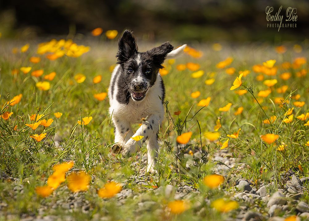 Border collie puppy running through poppies