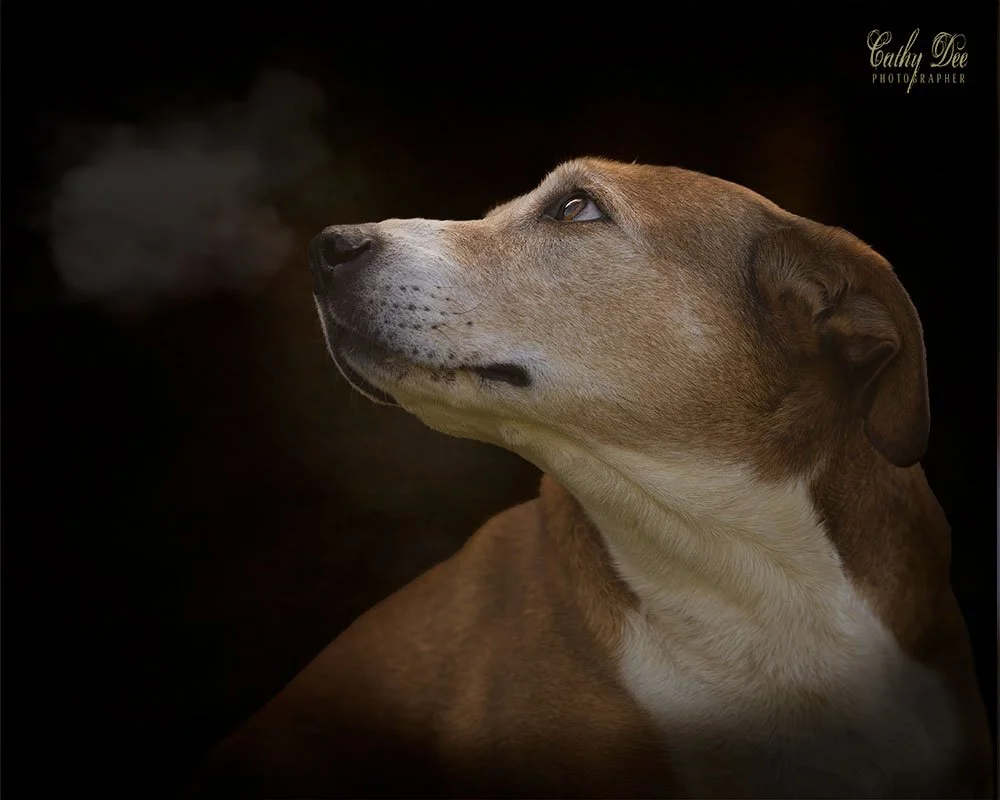 bull breed mix