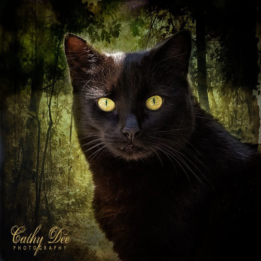 Black cat