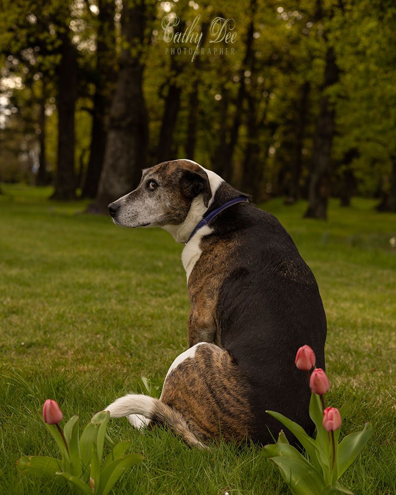 Elderly bull breed dog, looking guilty
