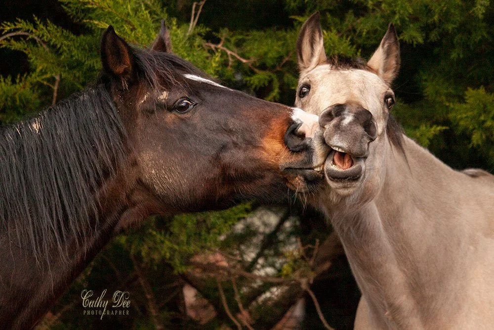 2 Horses playing