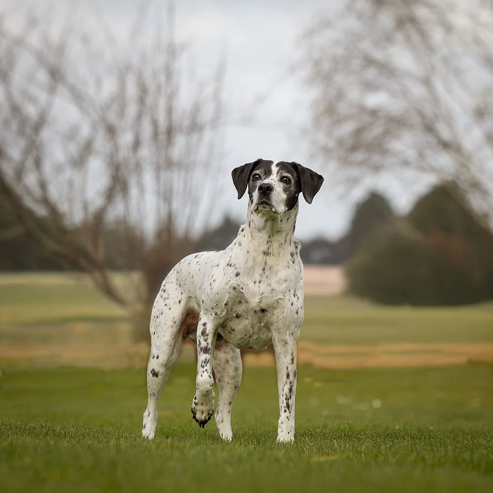 English pointer