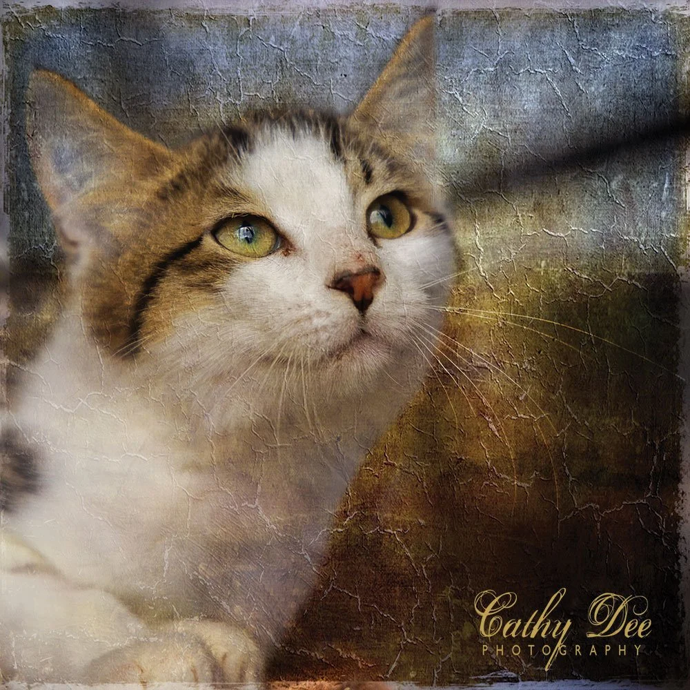 cat