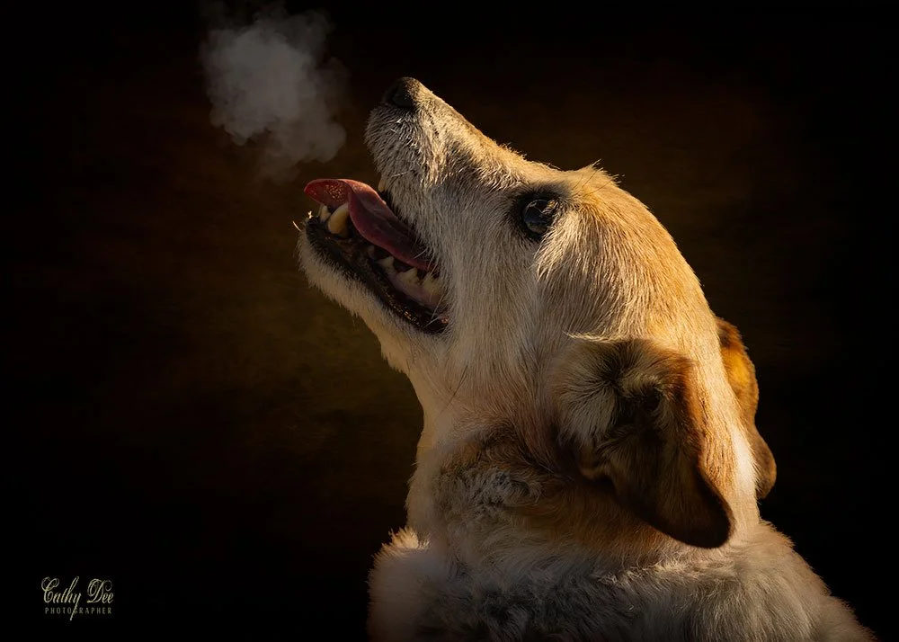 Elderly jack russell terrier