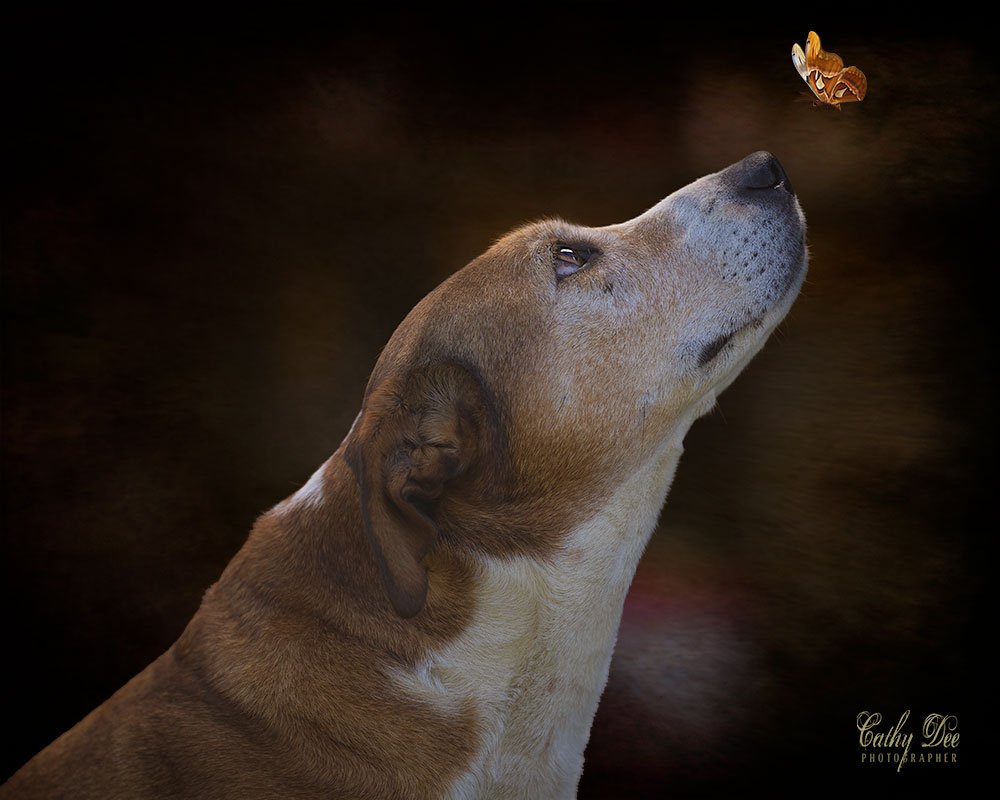 Bull Breed mix