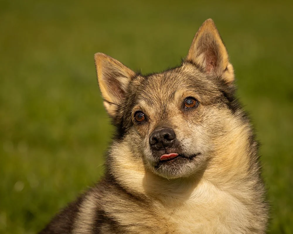 vallhund dog