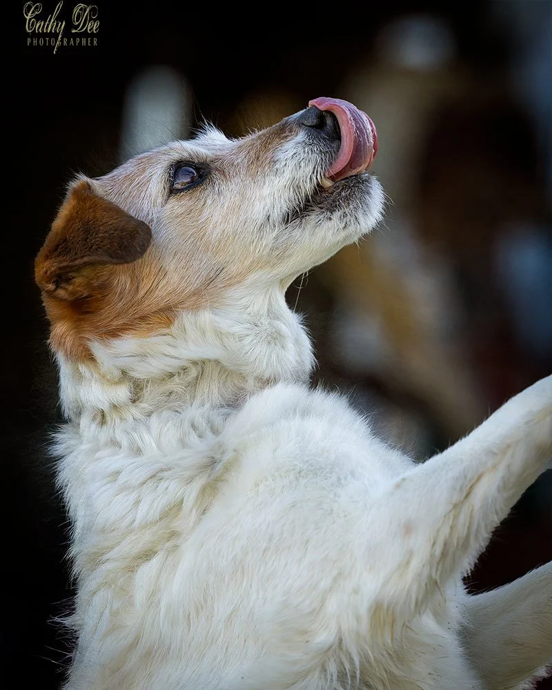 Elderly jack russell terrier