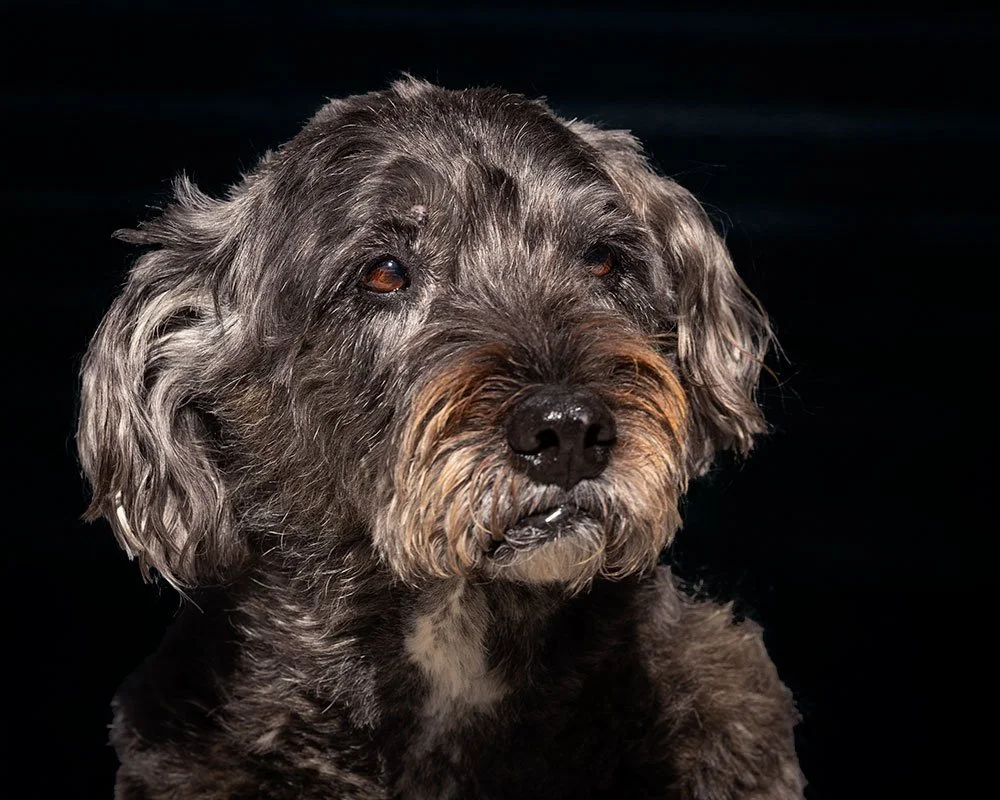 Mixed breed elderly dog