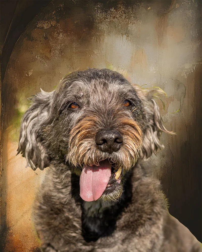 Mixed breed elderly dog