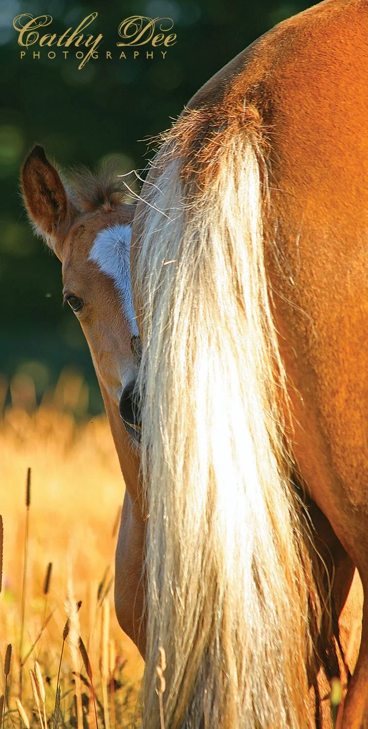 young foal behind mare's tail