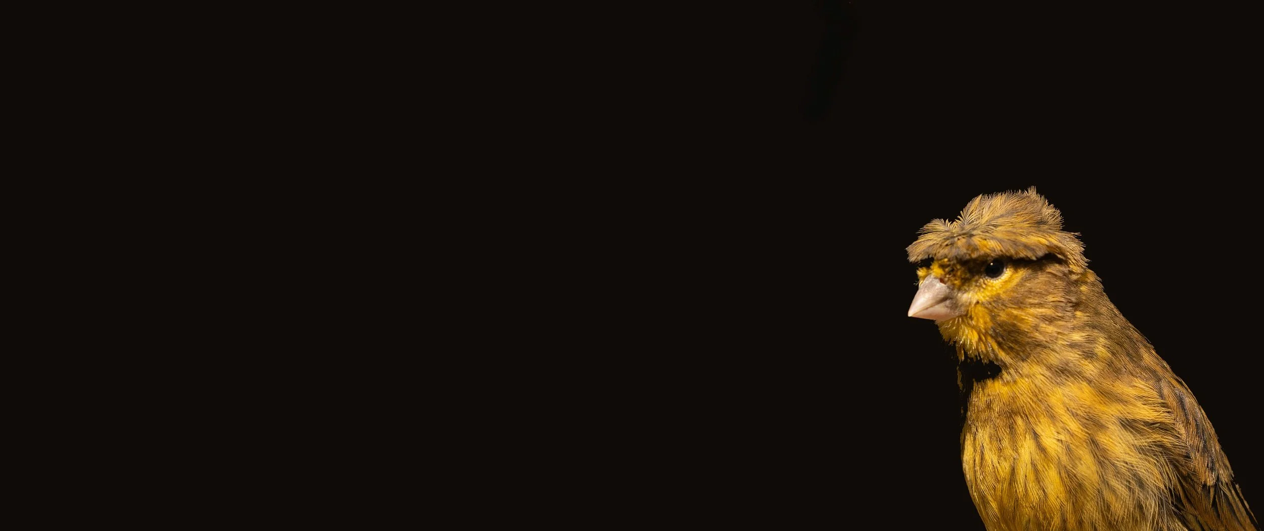 Young Gloster canary