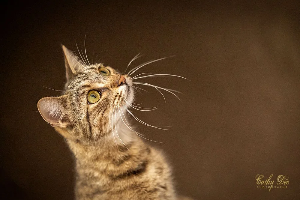 curious cat
