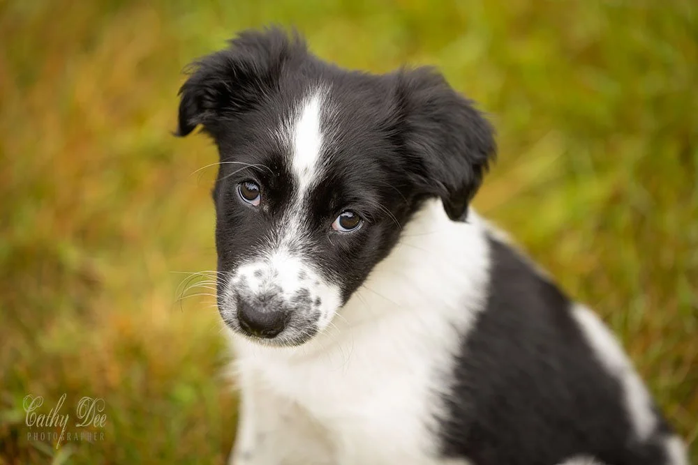 8 week old border collie pup