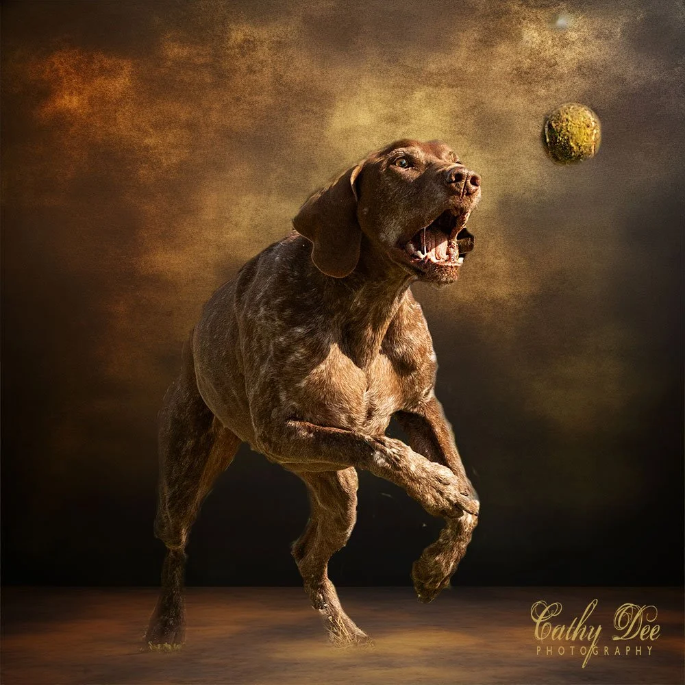 Dog chasing ball