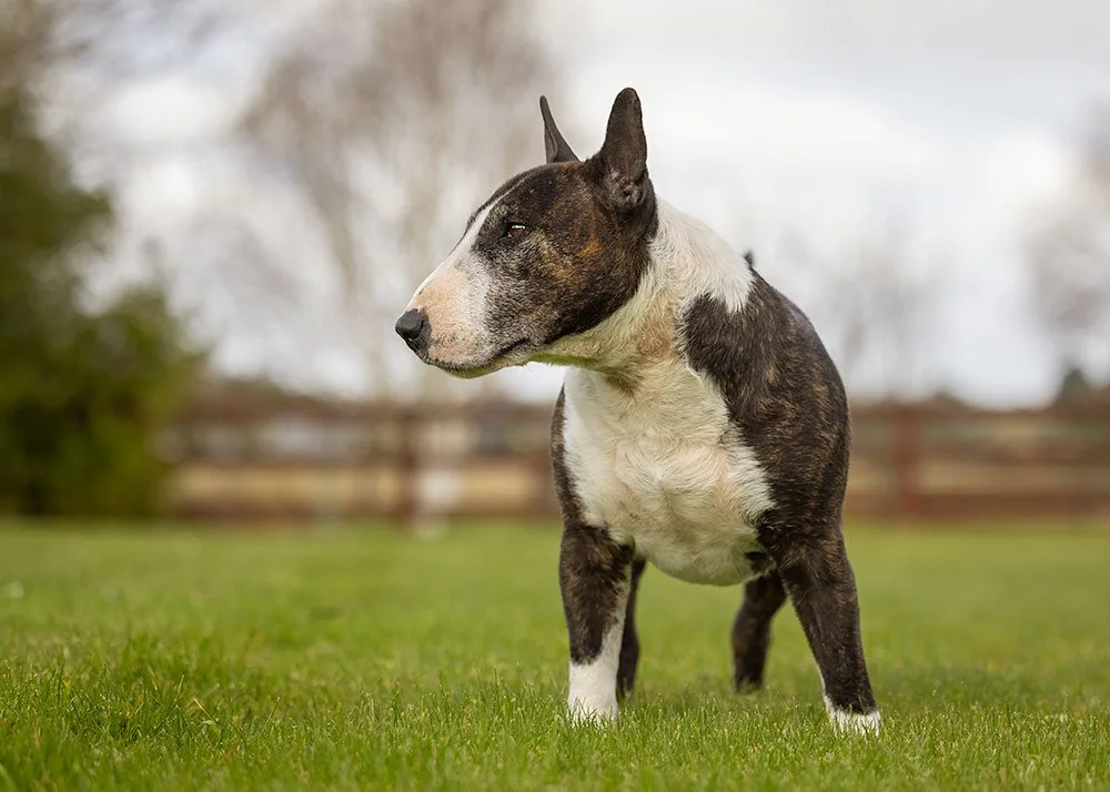 English Bull terrier