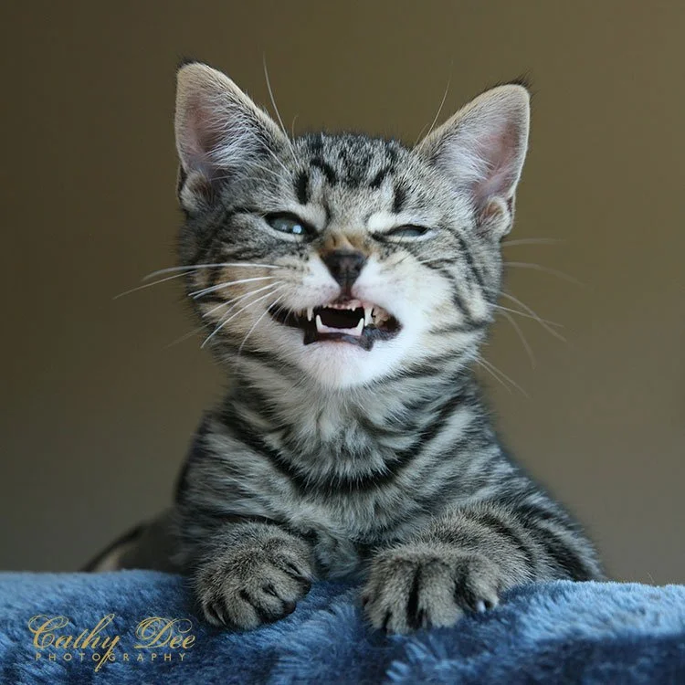 tabby kitten