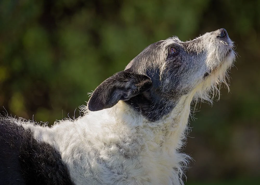 Elderly border x beardie collie