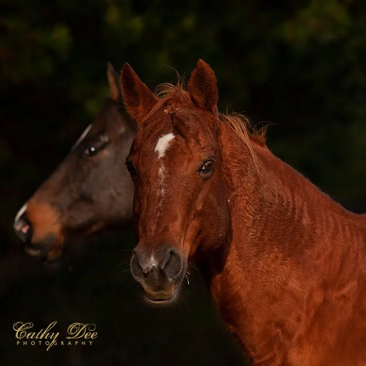 two horses