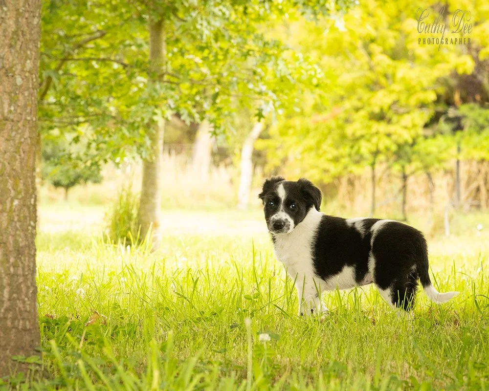 A Border Collie Puppy