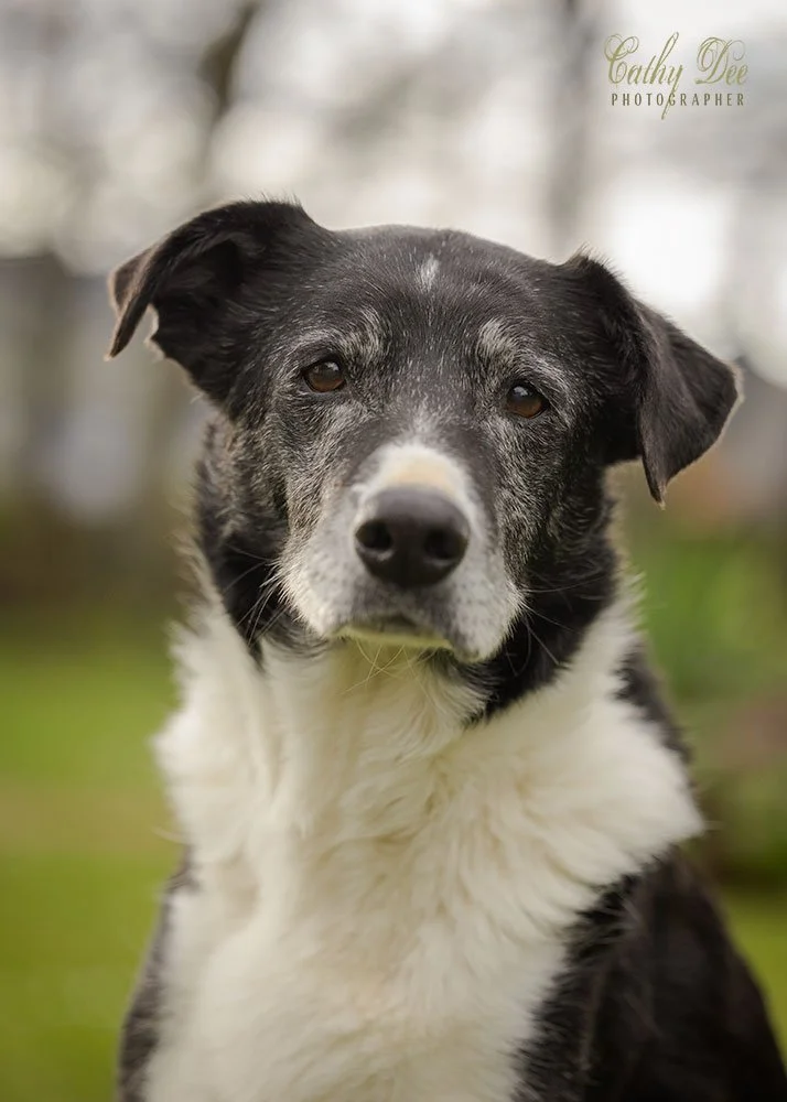 Chaos - an elderly heading dog