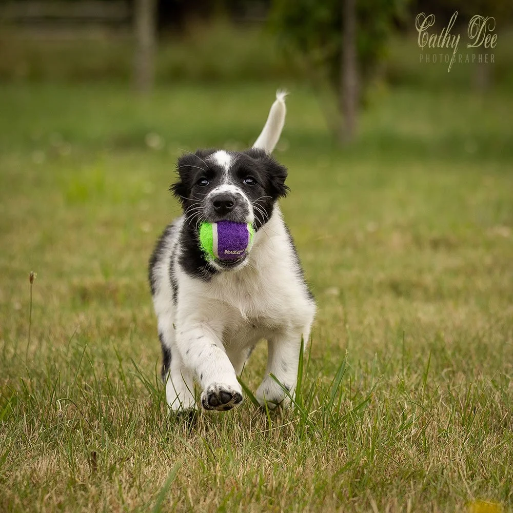 Puppy with a ball
